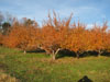 Kelly Orchards November 2011