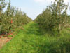 Honeycrisp Apples