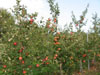 Honeycrisp Apples