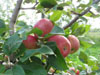 Honeycrisp Apples