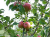 McIntosh Apples