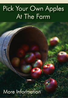 Varieties – Maine Apples